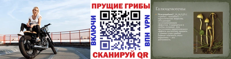 Купить где  Шарыпово  Галлюциногенные грибы мицелий 